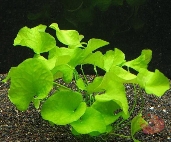 Cây Xà Lách Nhật (súng Nhật) có tên khoa học Nymphoides là một loại cây thủy sinh đẹp được trồng nhiều trong các hồ thủy sinh. Cây Xà Lách Nhật (súng Nhật) thường được tìm thấy ở các vùng châu Á và châu Phi